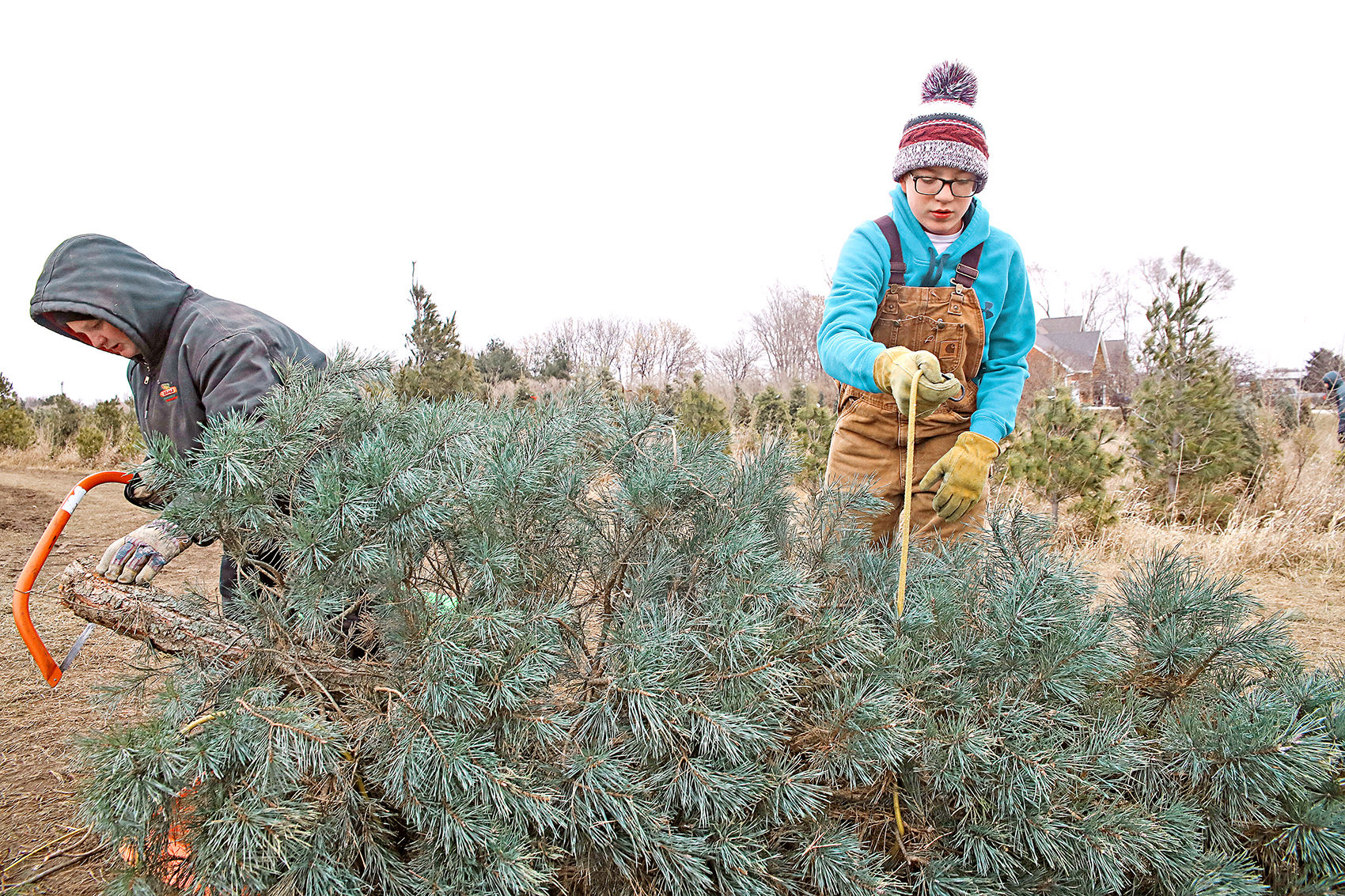 tree farm 4